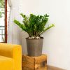 13 in.Gray Wicker Self-watering Planter